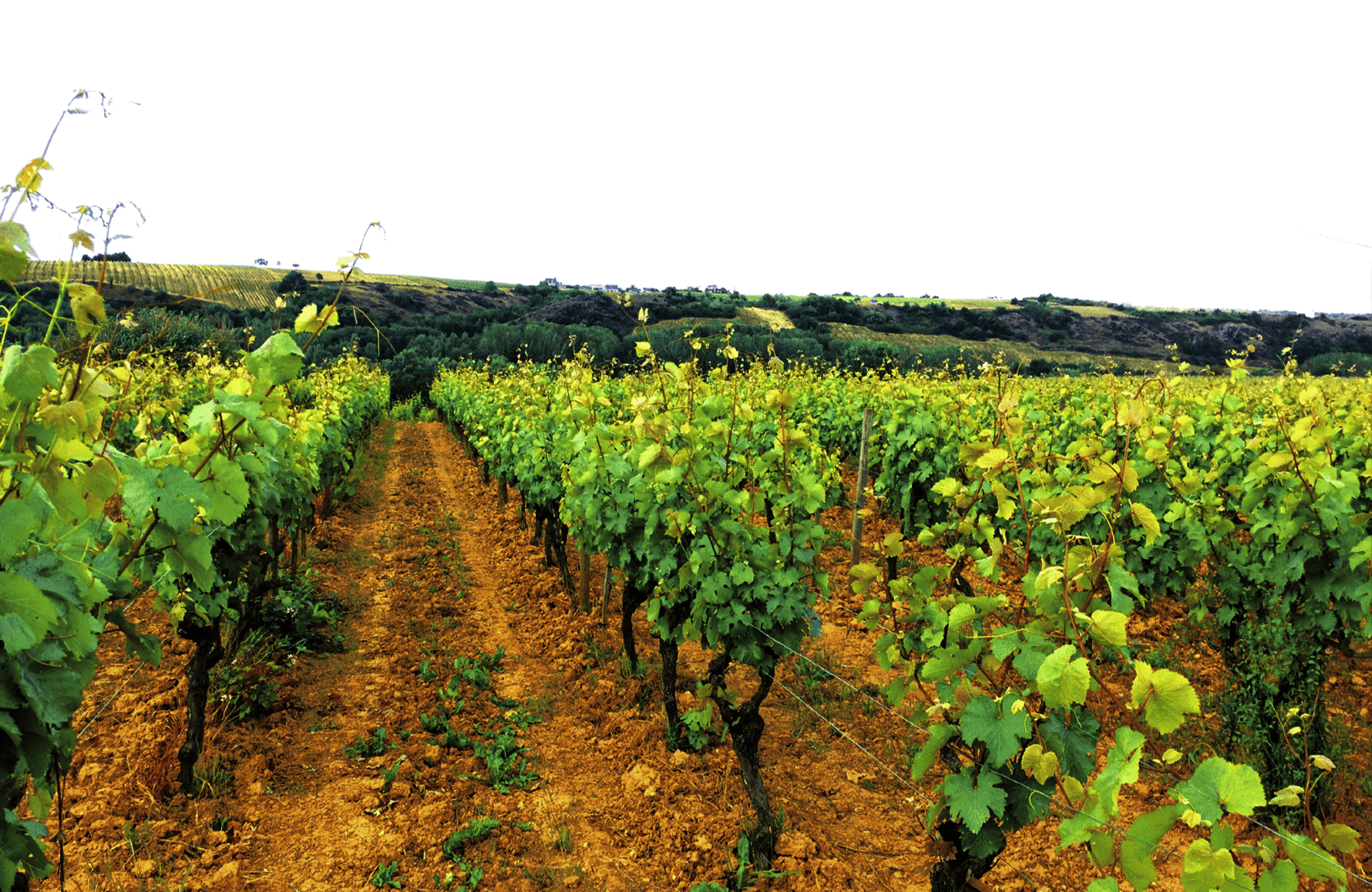 Domaine du Fief Noir