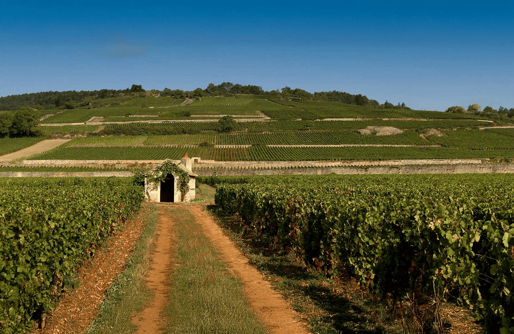 Domaine Comte Armand