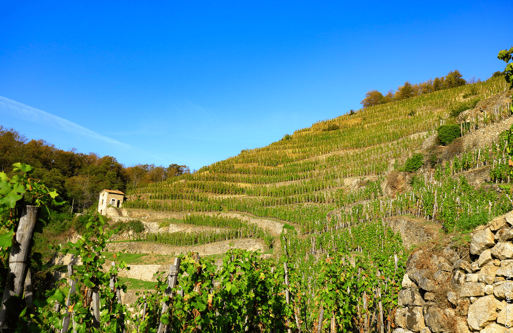 Domaine Georges Vernay