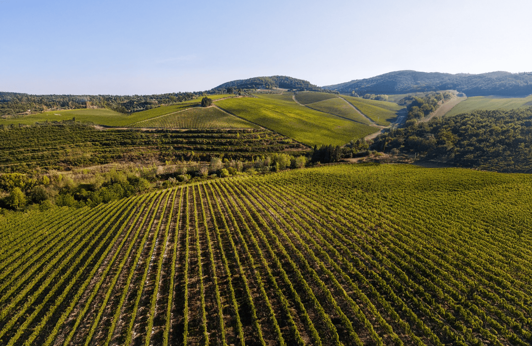 l’histoire du Antinori - Italie