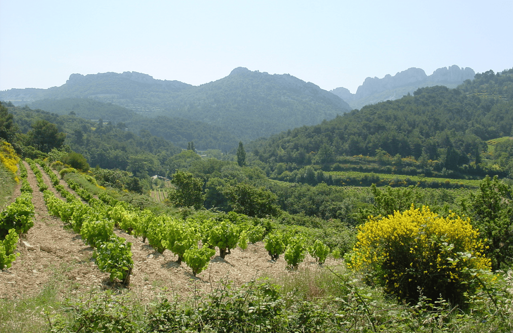 Vins Château de Saint Cosme