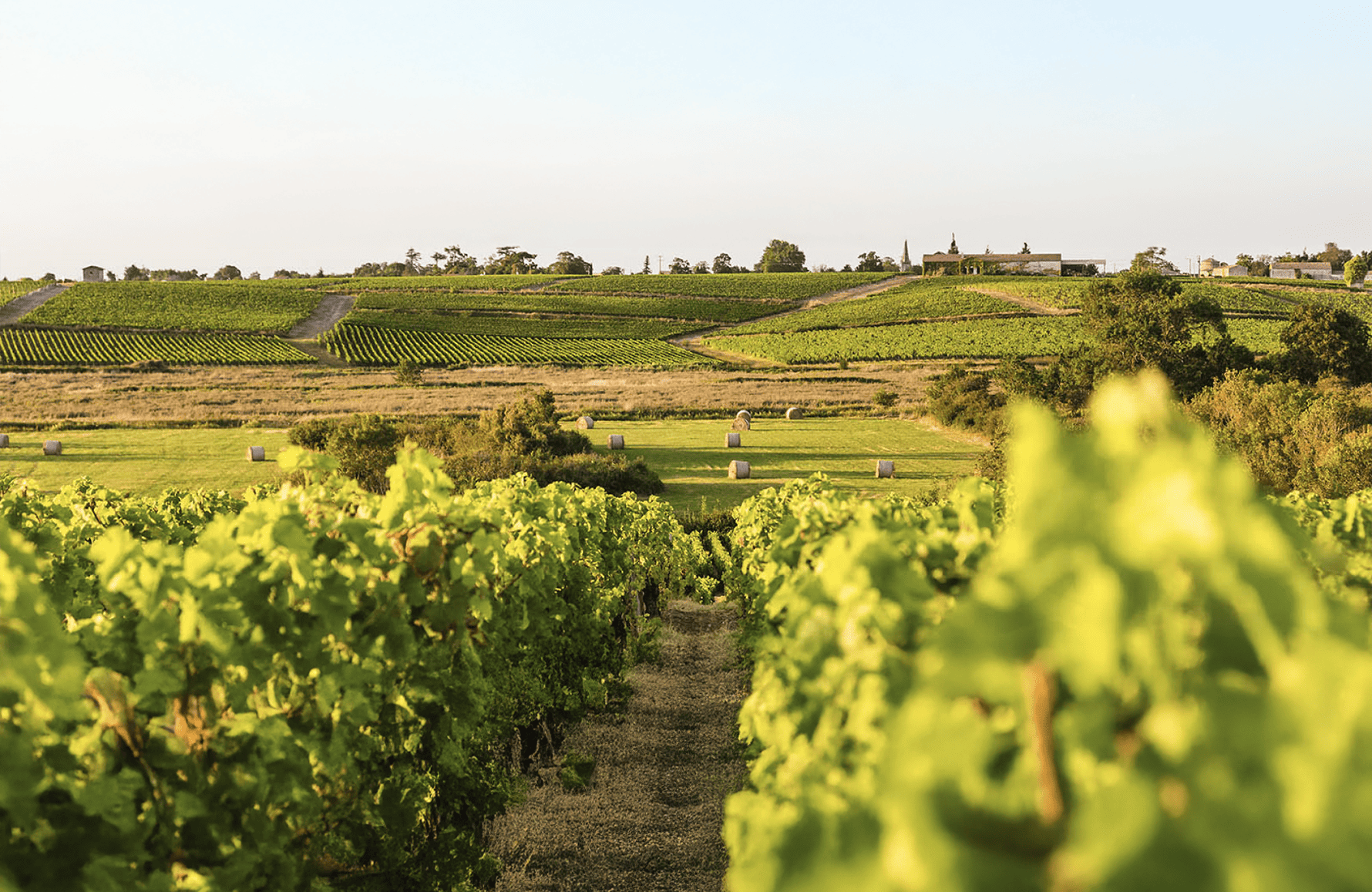 Vins Château Ormes de Pez