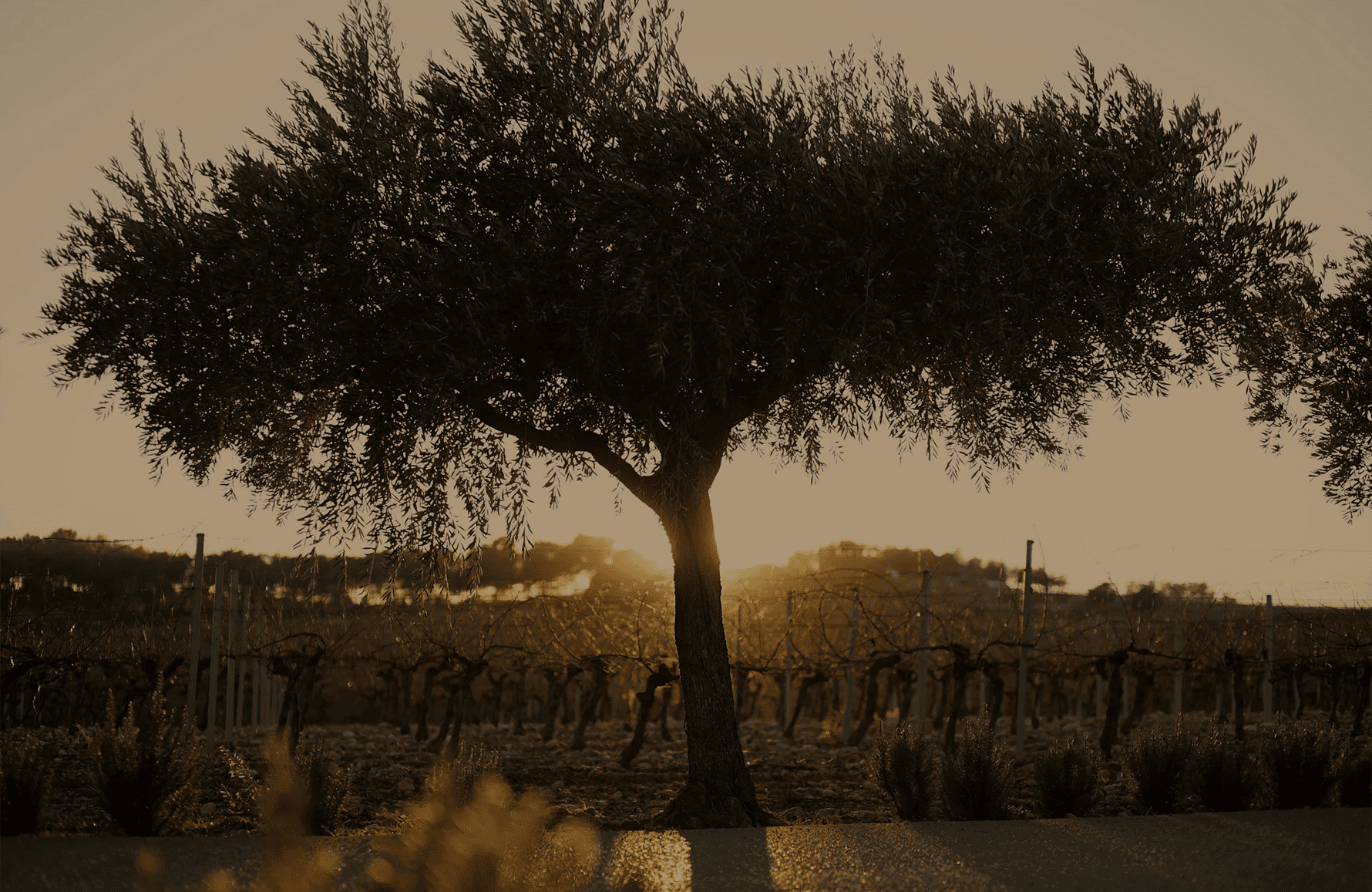 Vins Château Puech-Haut