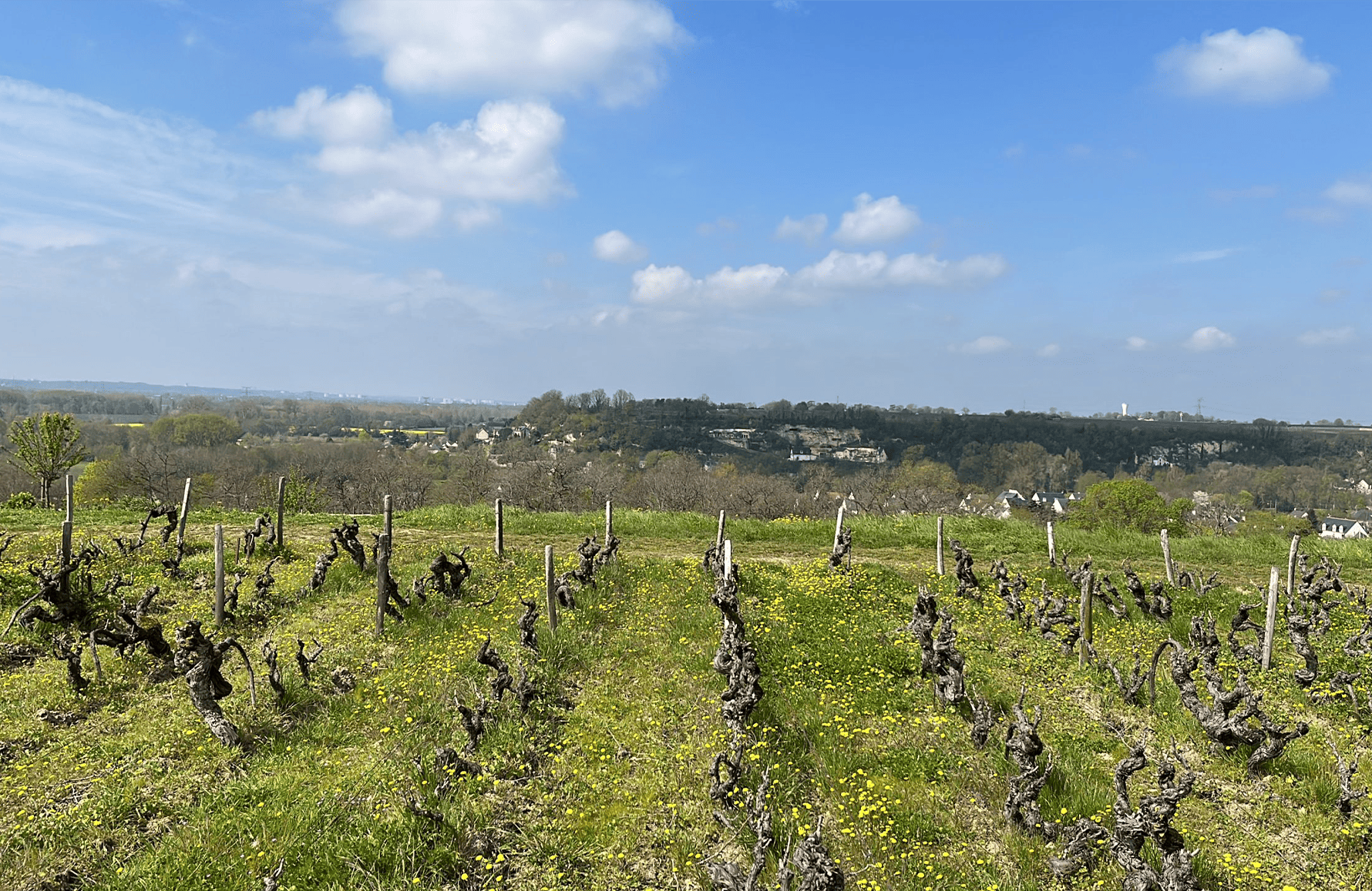Vins Clos Thierrière