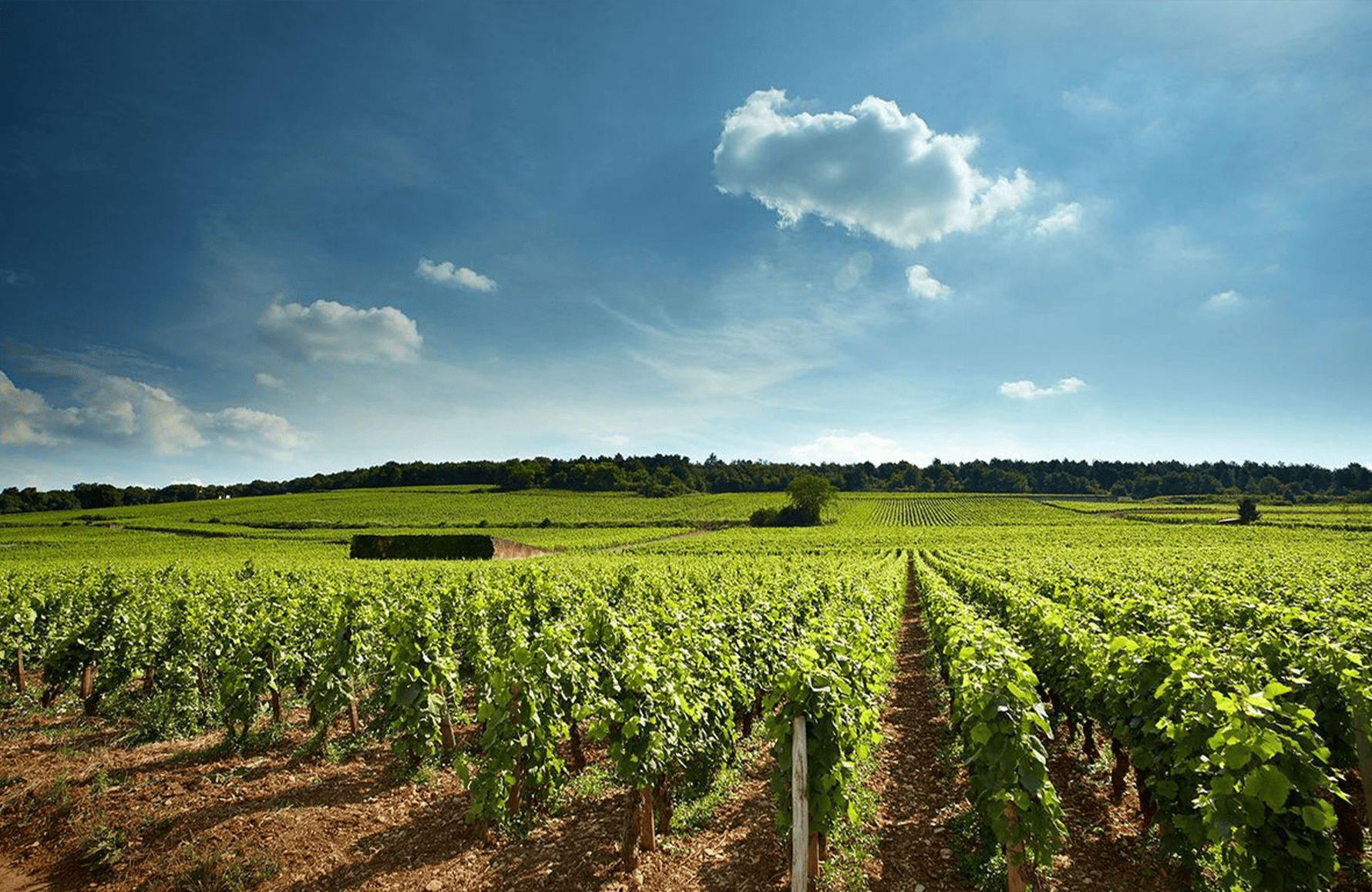 the story of Domaine David Duband