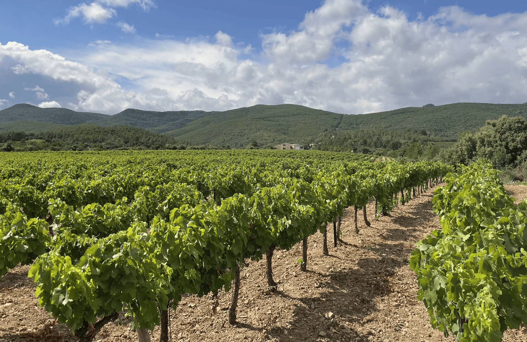 Vins Domaine de L'Orchis Pourpre