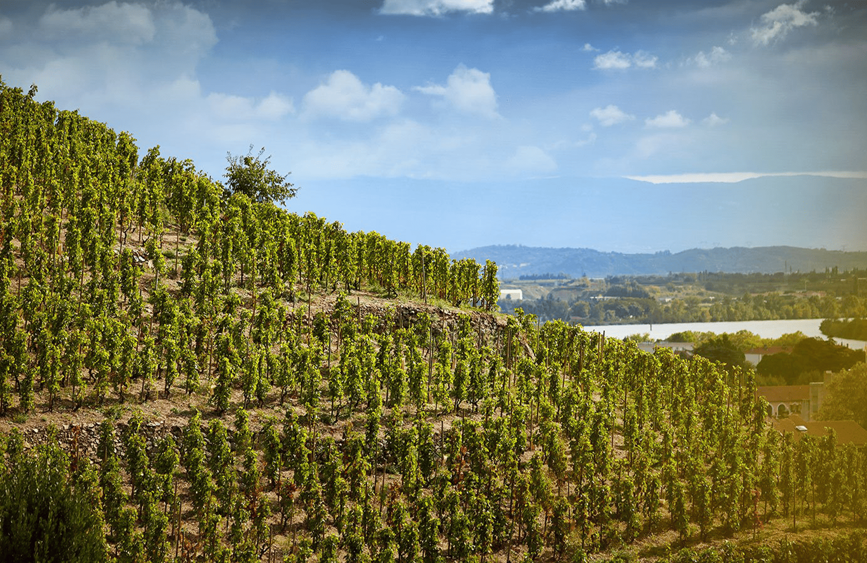 the story of Delas Brothers