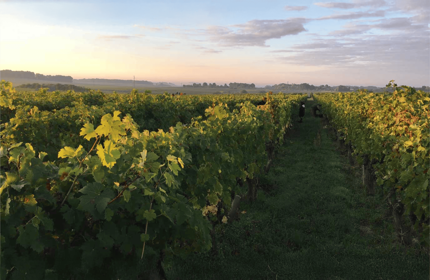 Vins Domaine des Roches Neuves