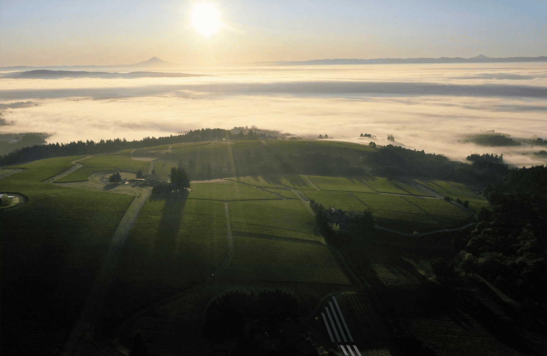 l’histoire du Domaine Drouhin Oregon