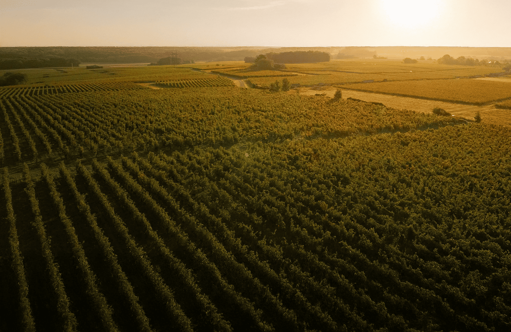 Vins Domaine Guiberteau