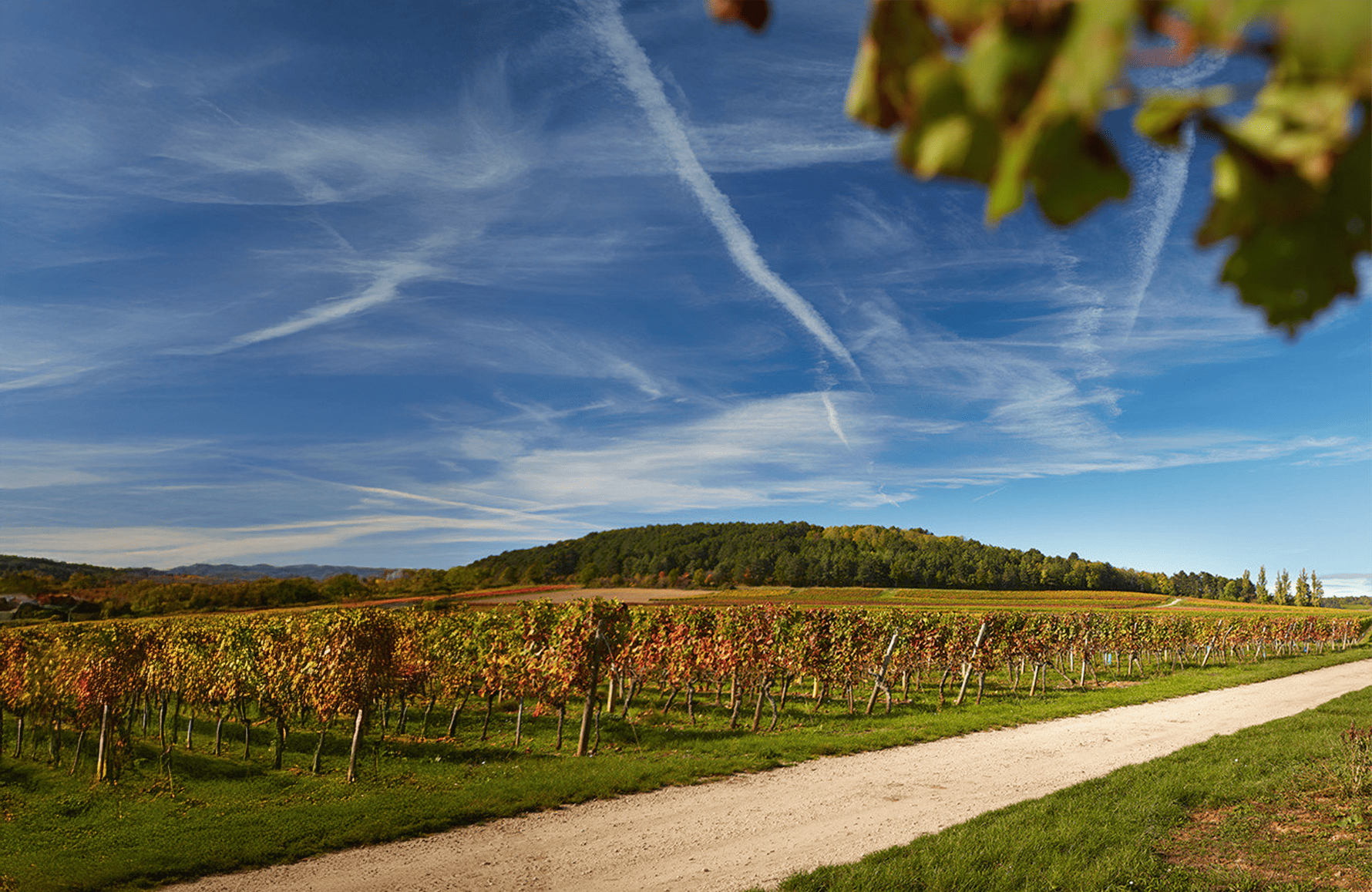 Vins Domaine Hoffmann-Jayer