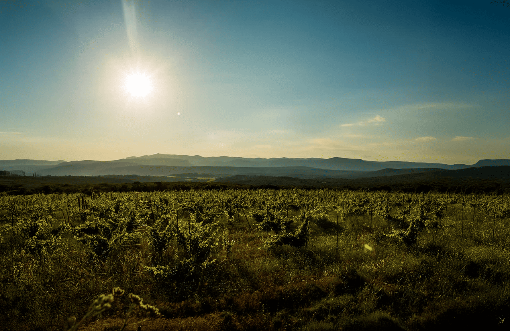 Vins Mas des Agrunelles