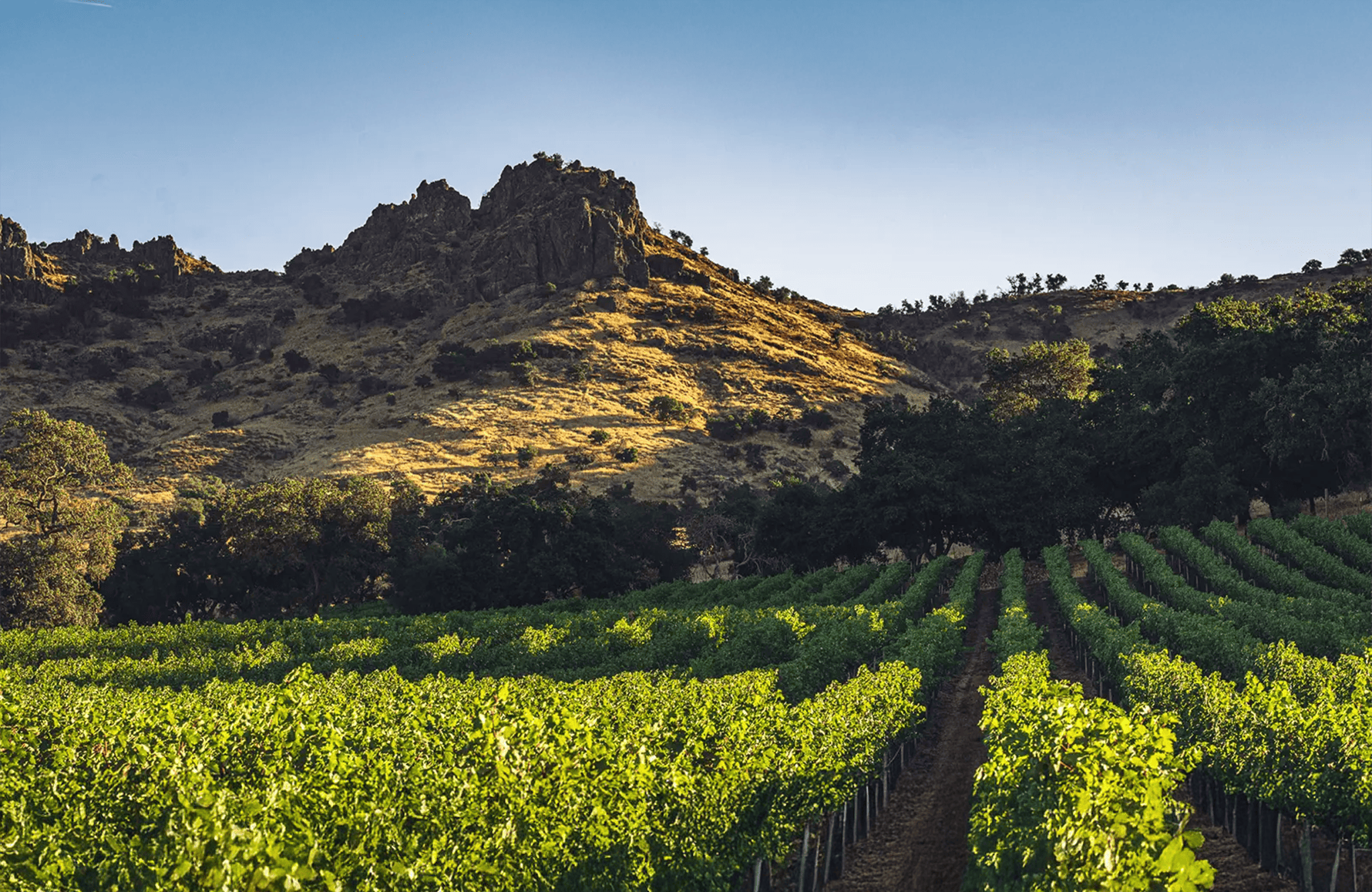 Vins Stag’s Leap - Napa Valley