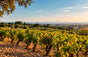 Clos des Papes