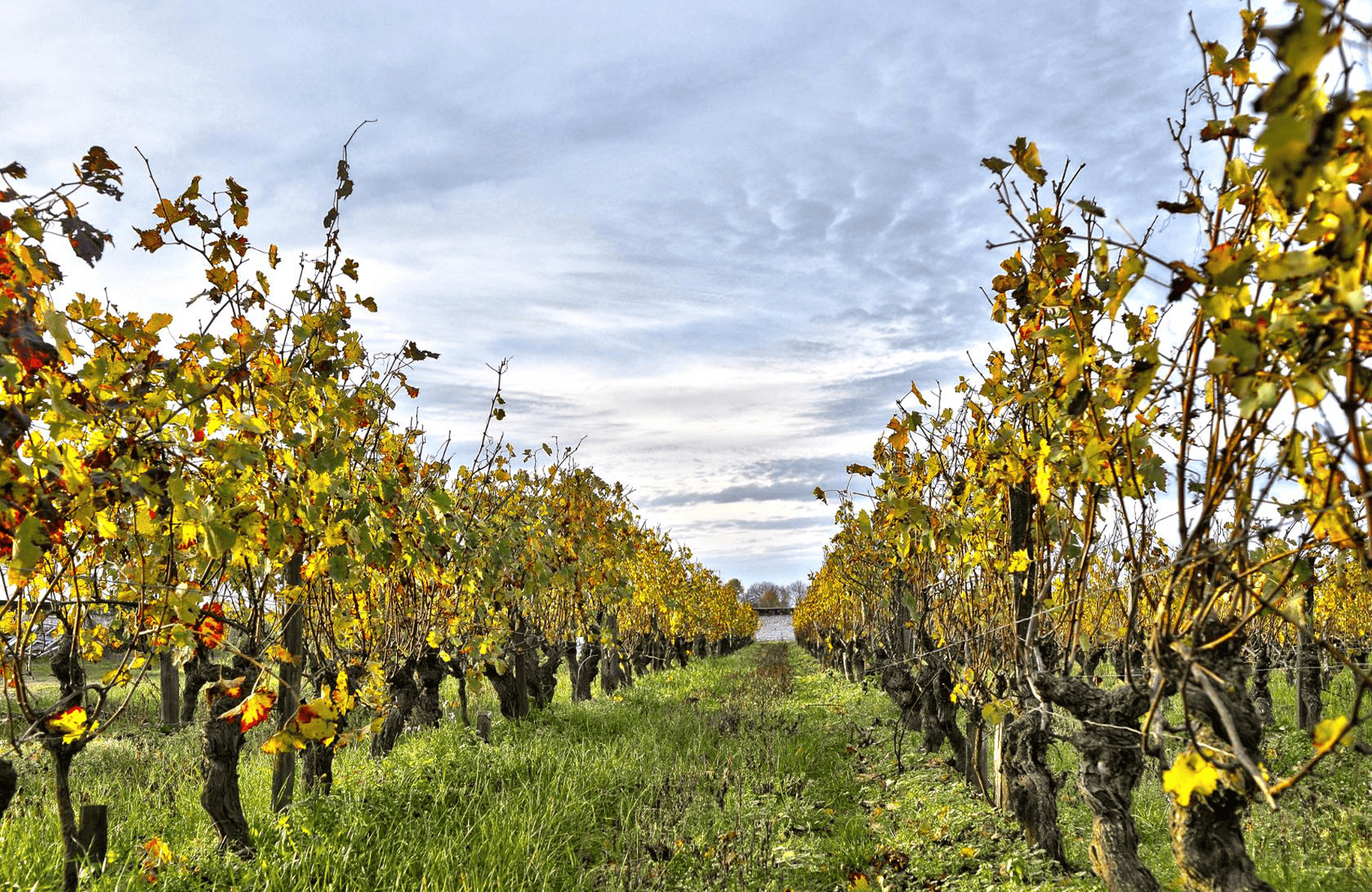Domaine Fabrice Gasnier