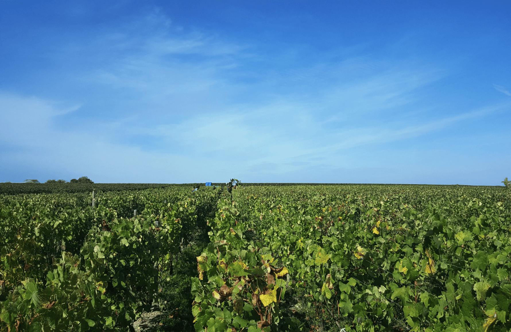 Château Boyd-Cantenac