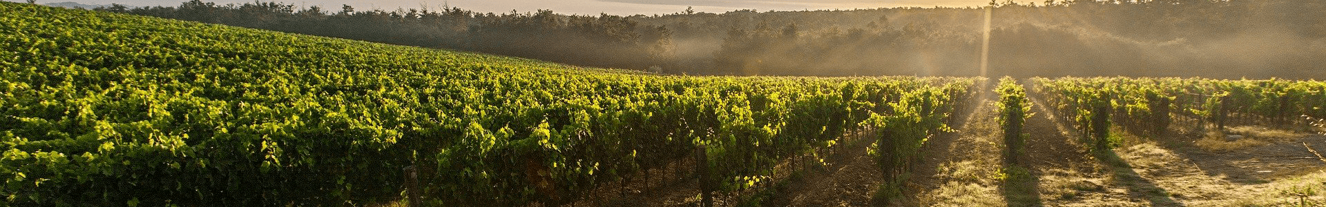Clos du Marquis