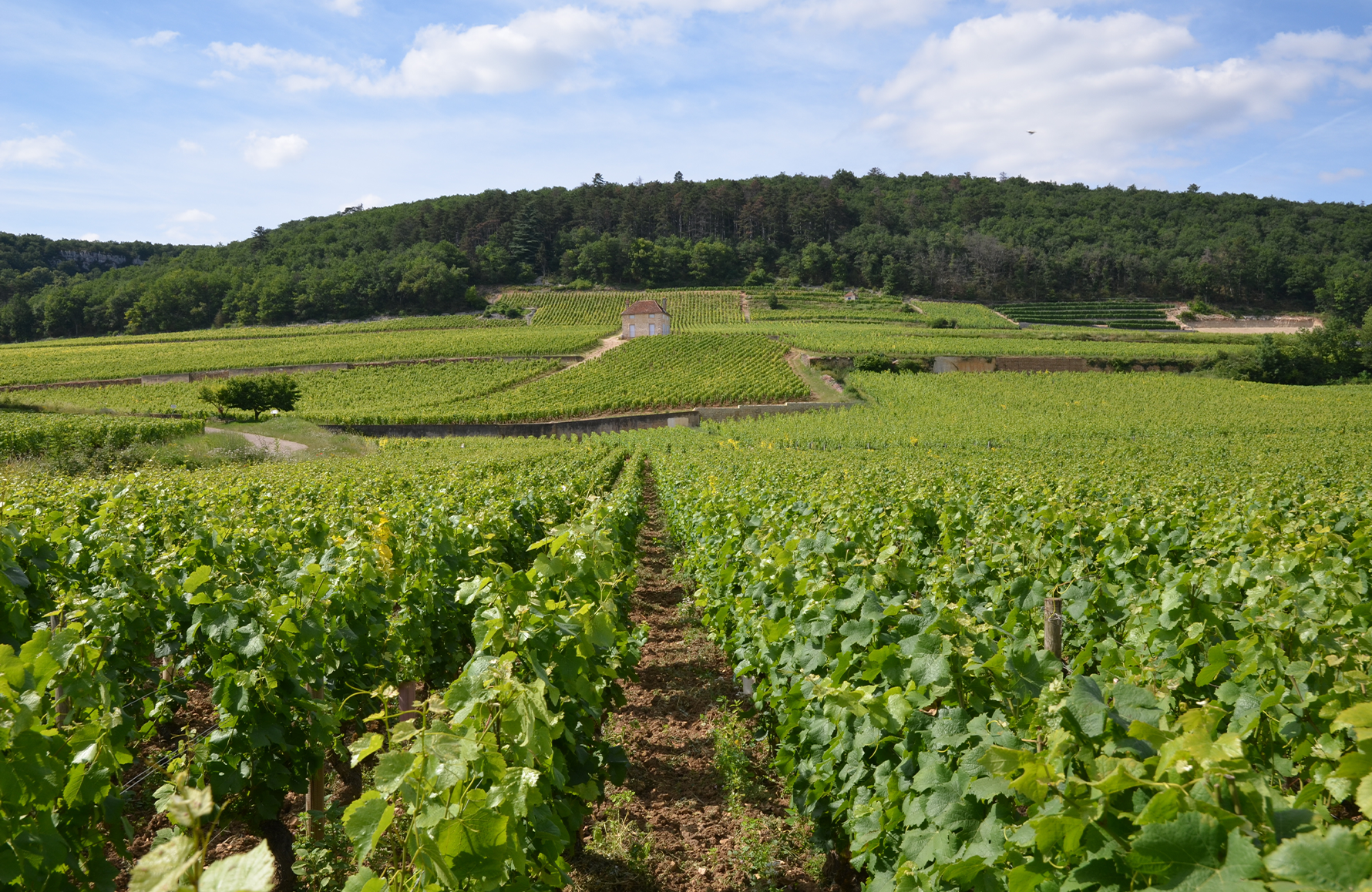 Domaine Faiveley