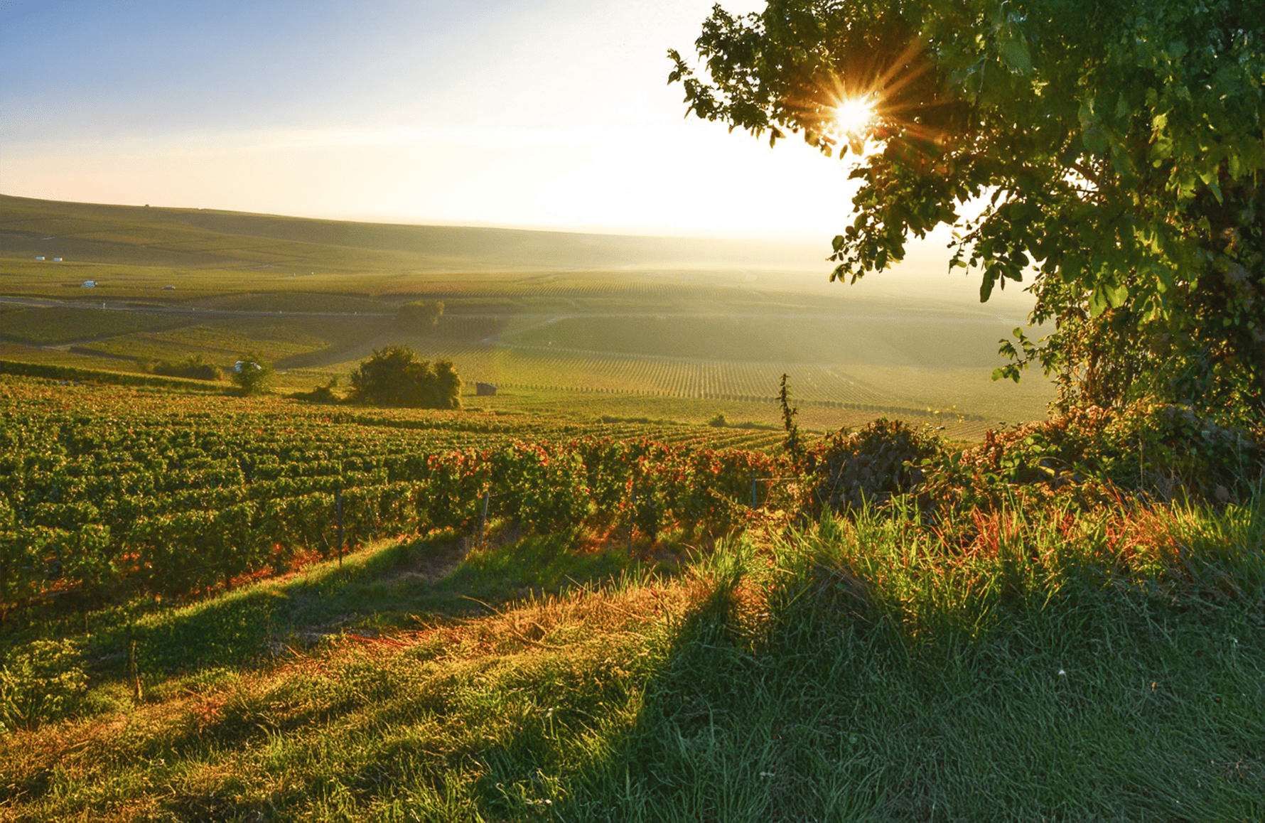 Vins Champagne Larmandier-Bernier