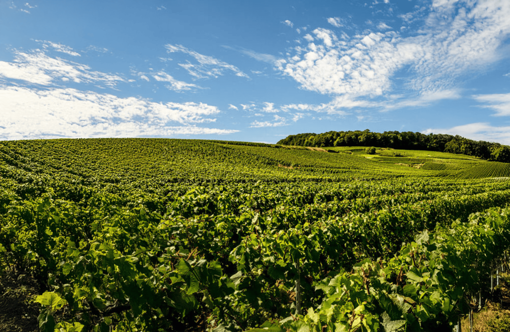 Vins Champagne Laurent-Perrier