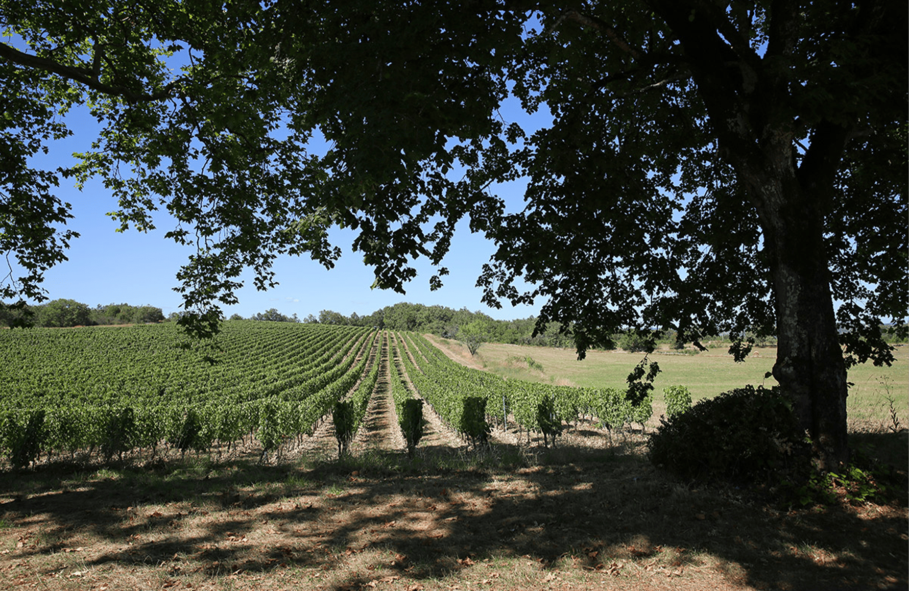 Wines Château Combel-la-Serre