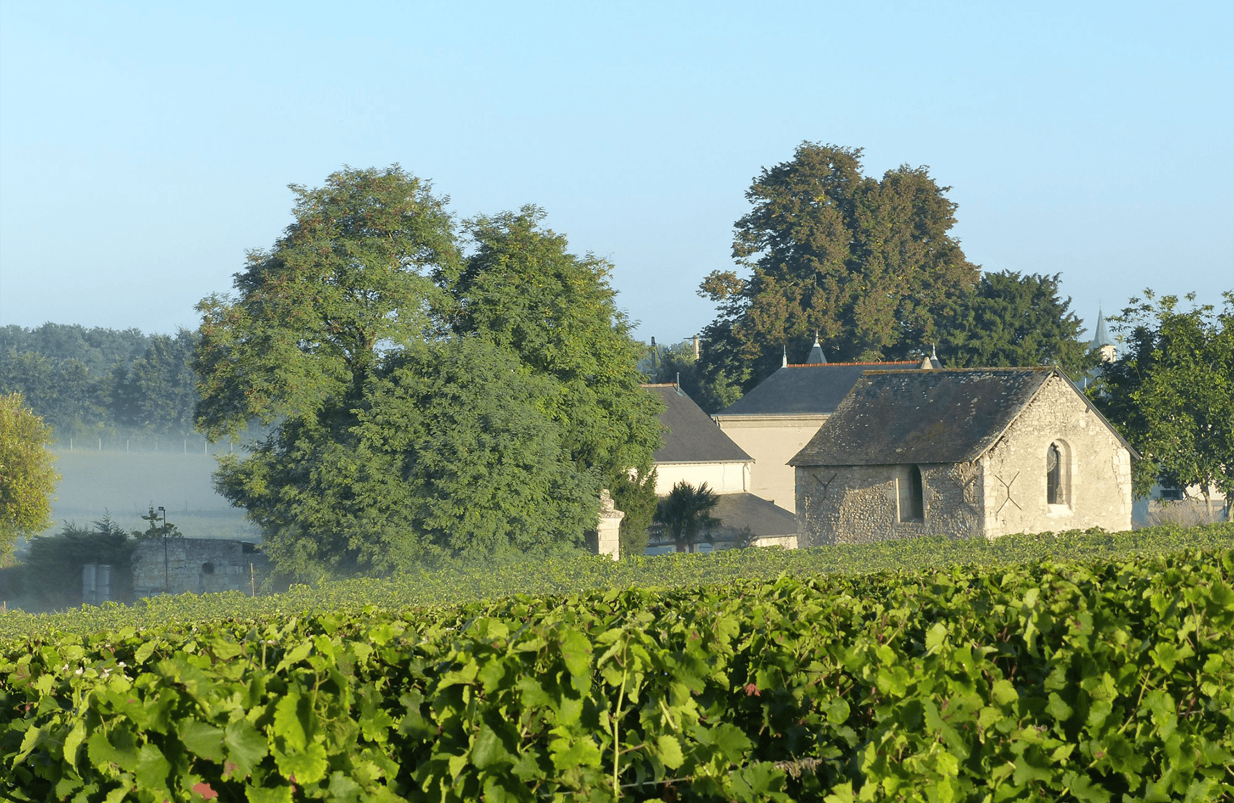Vins Château de Fosse-Sèche
