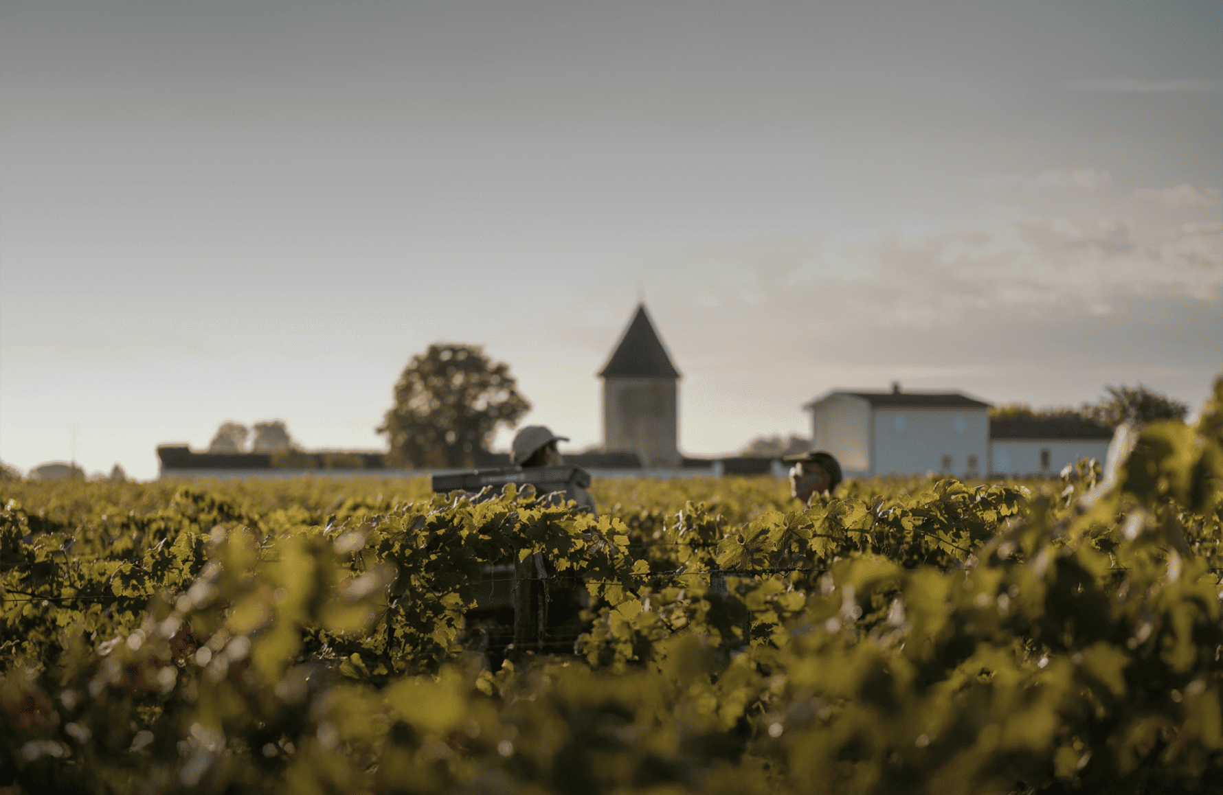 Vins Château La Lagune