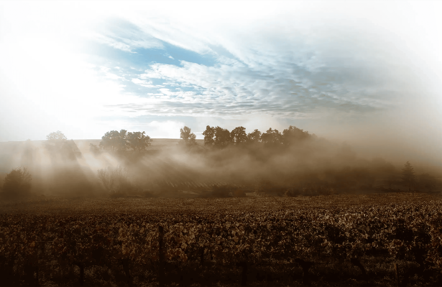 Vins Château Moulin Saint-Georges