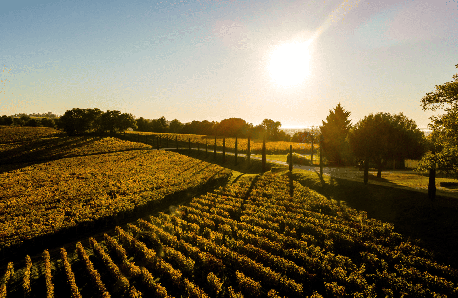 Vins Château Quintus