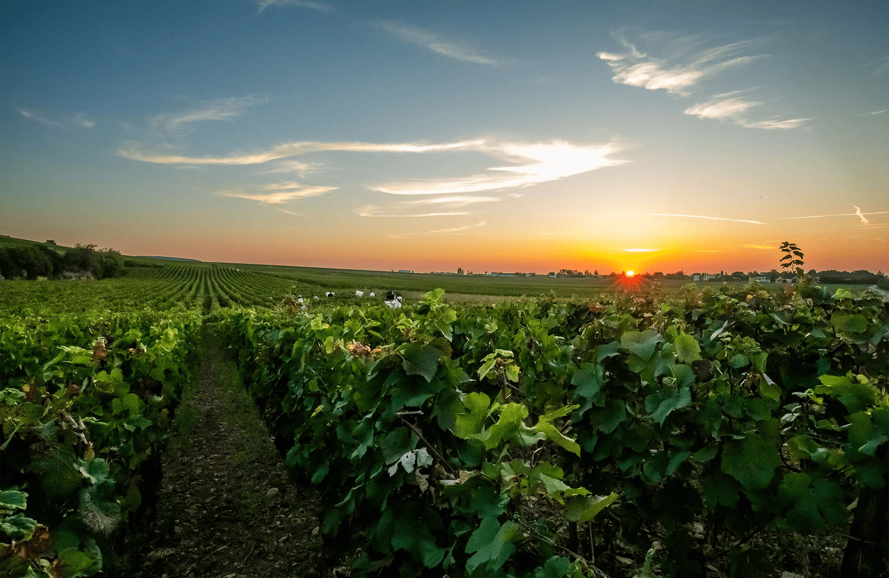 Vins Domaine Arnoux Père et Fils