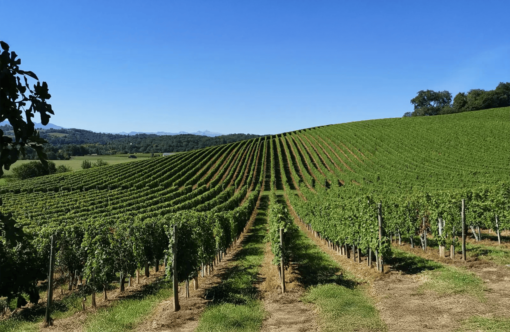 Vins Domaine Cauhapé