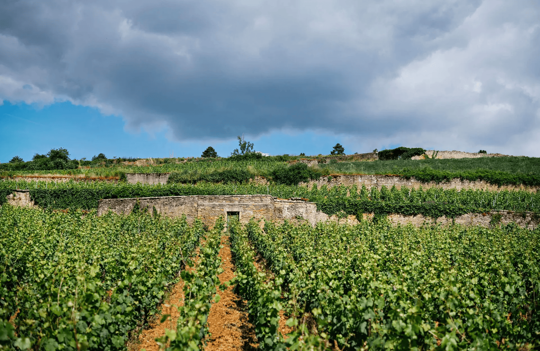 l’histoire du Domaine Chanson