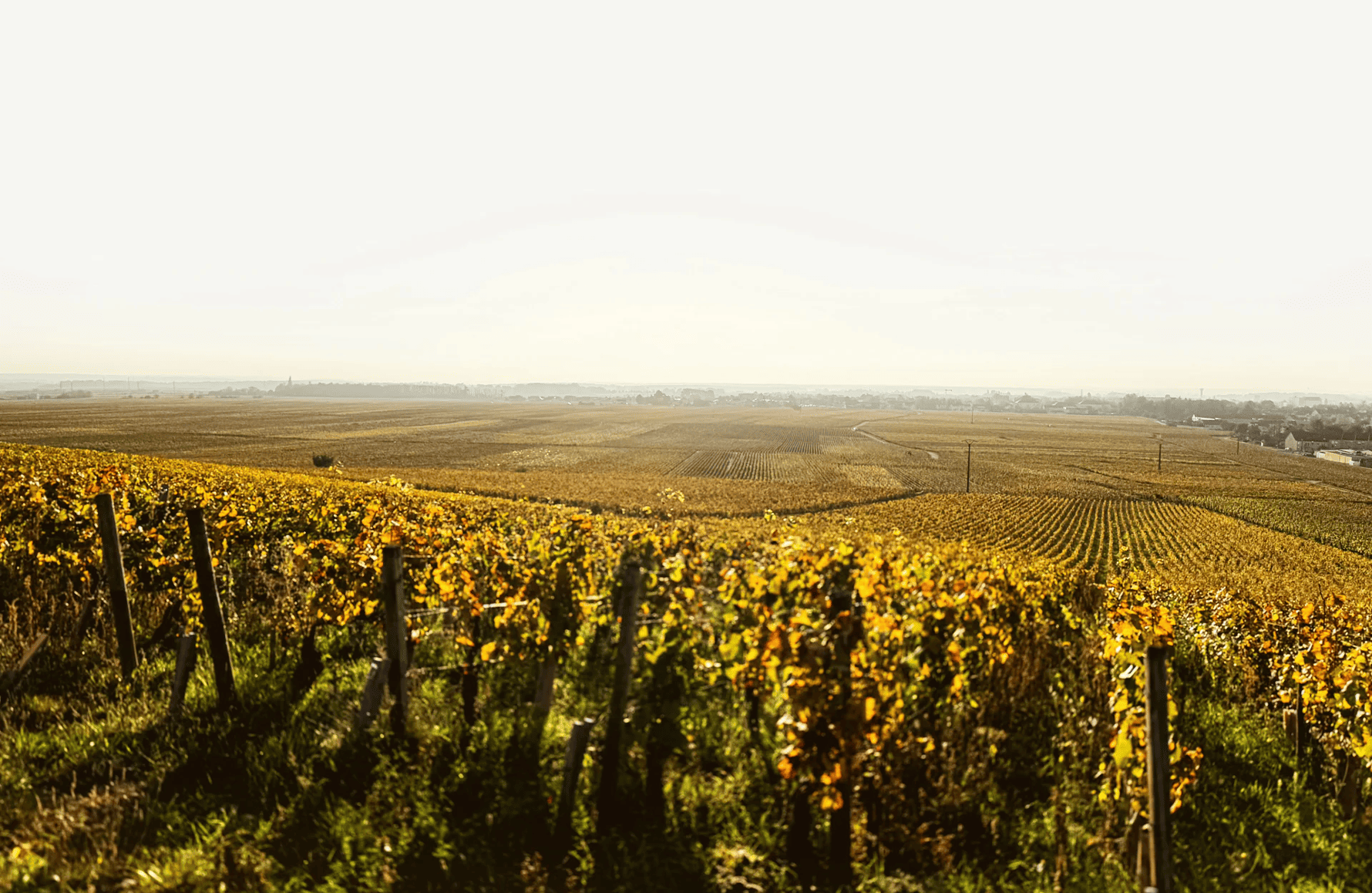 Vins Domaine Chantal Lescure