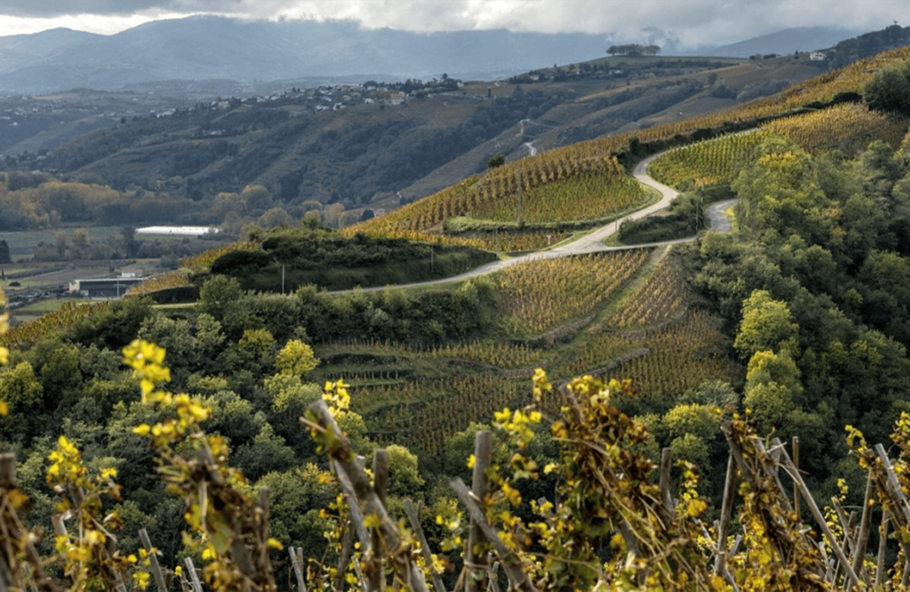 Vins Domaine de Bonserine