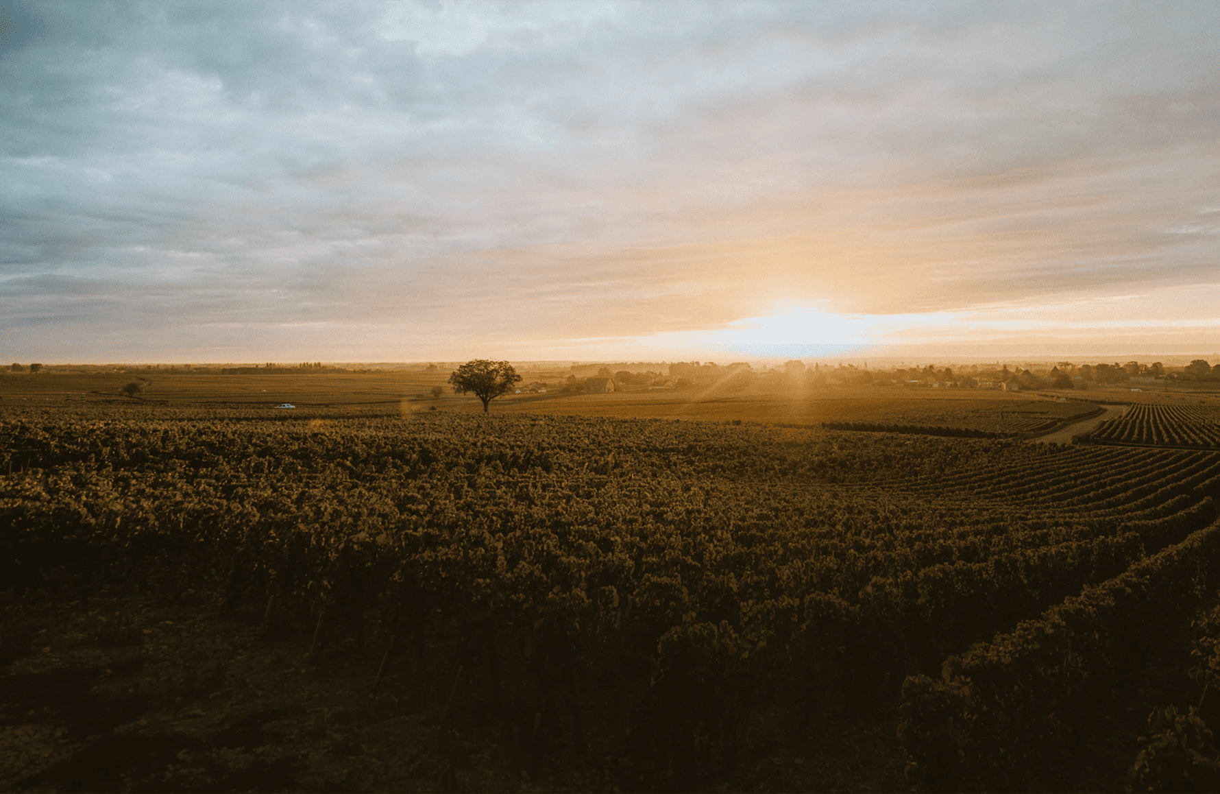 l’histoire du Domaine de Montille