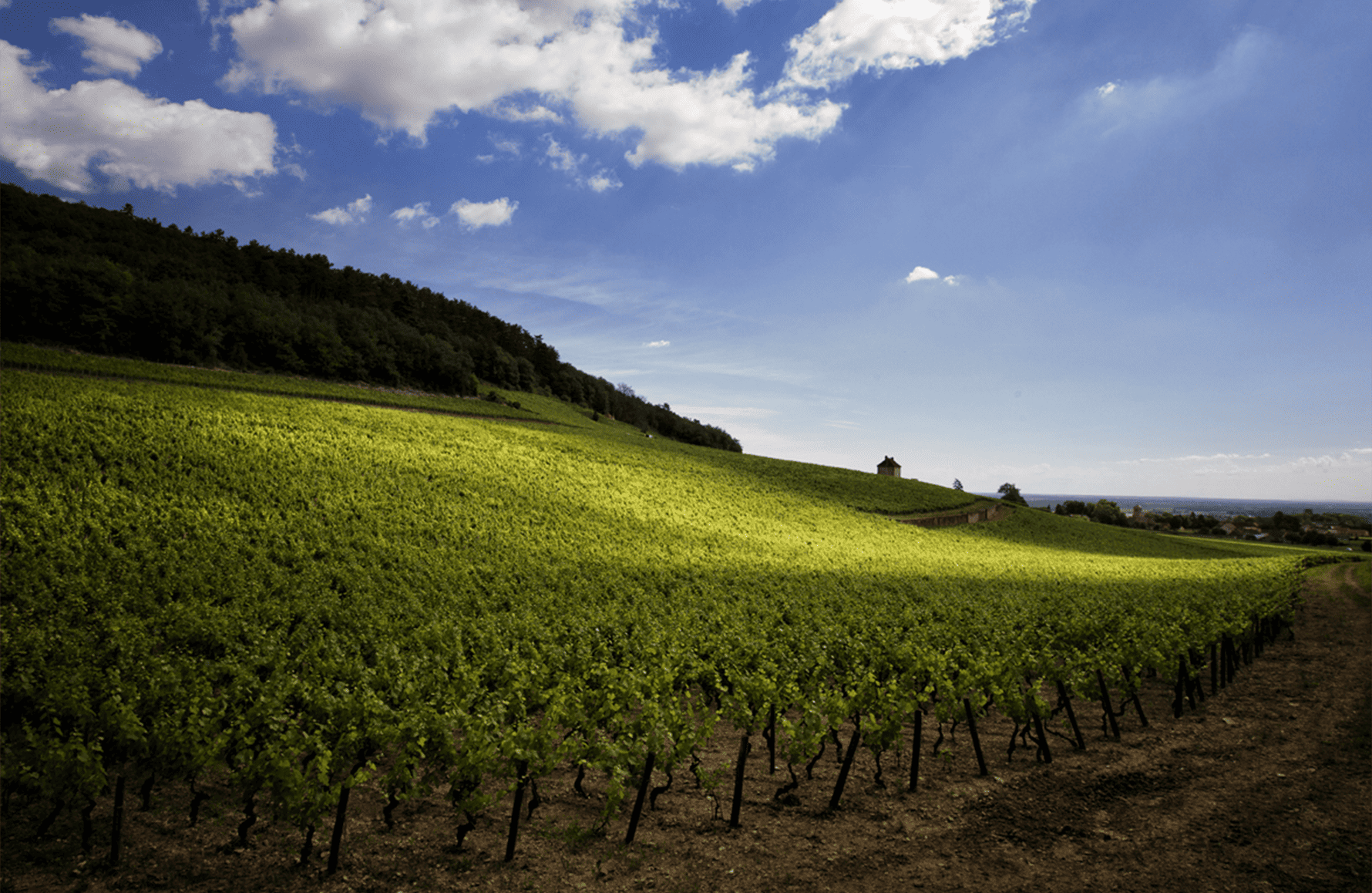 Vins Domaine Denis Mortet