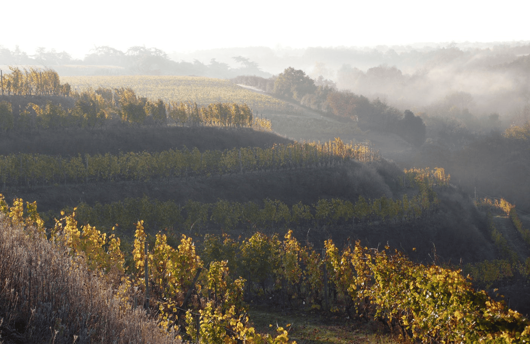 Vins Domaine des Baumard