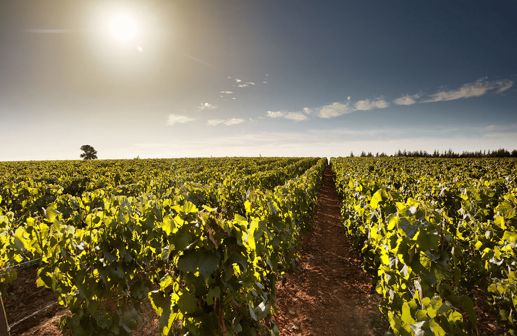 Vins Domaine des Perdrix