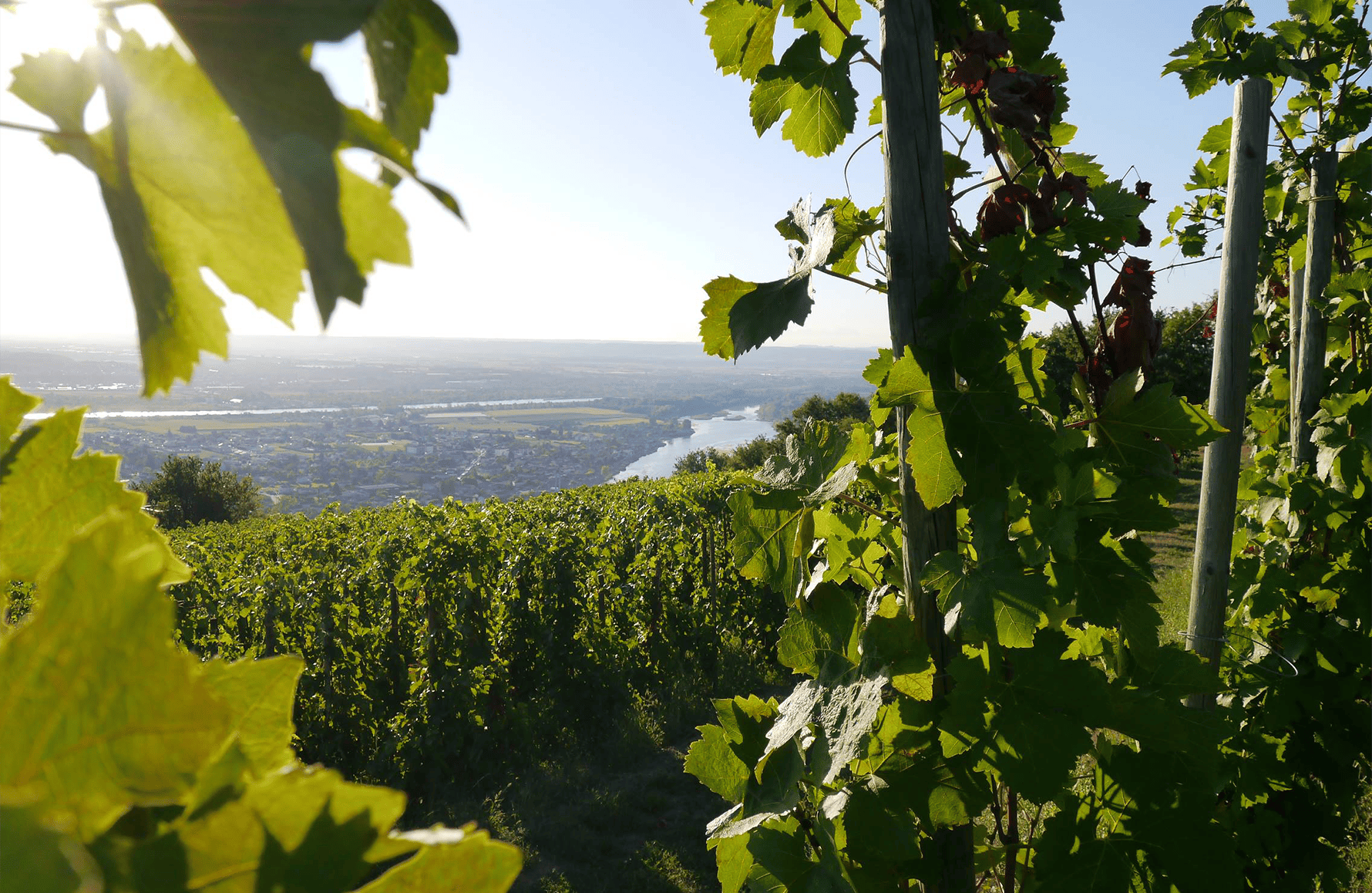 Vins Domaine François Villard