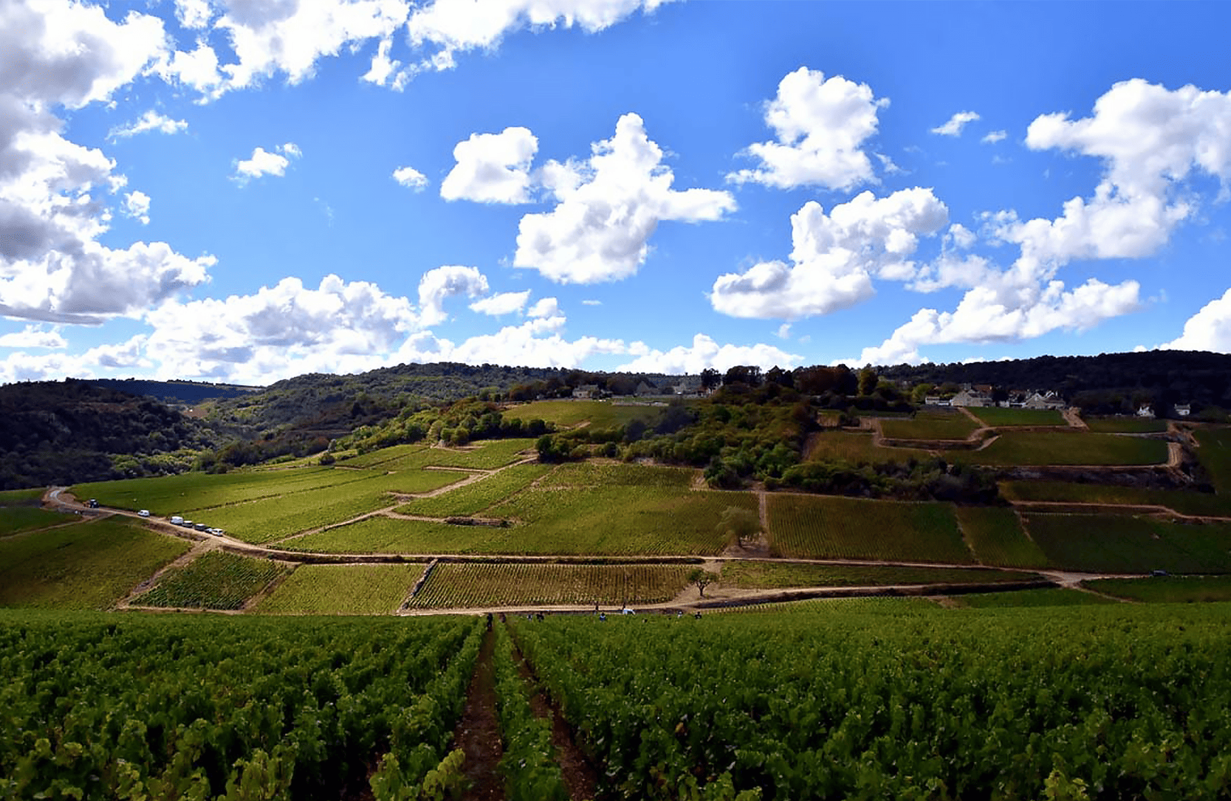 Vins Domaine Henri & Gilles Buisson