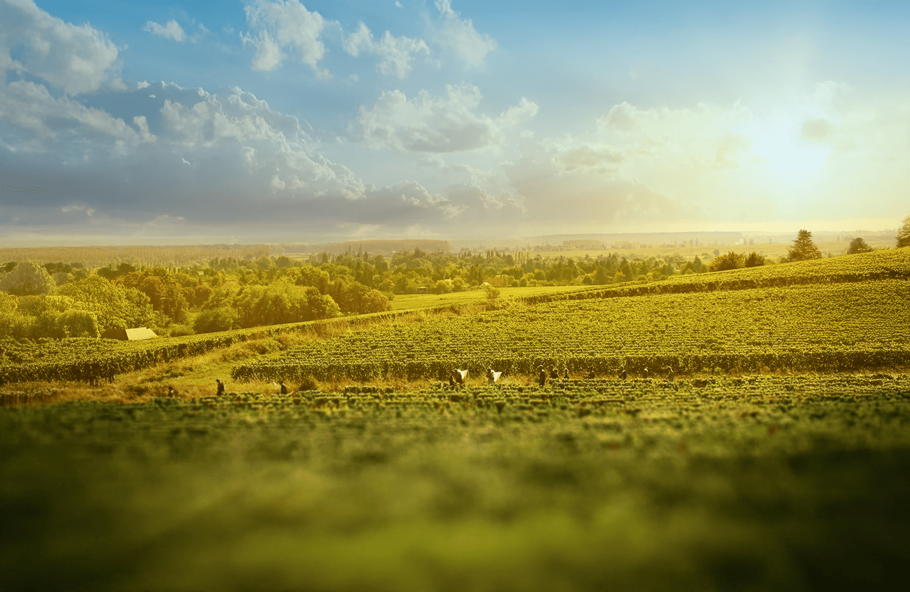 the story of Joblot Estate