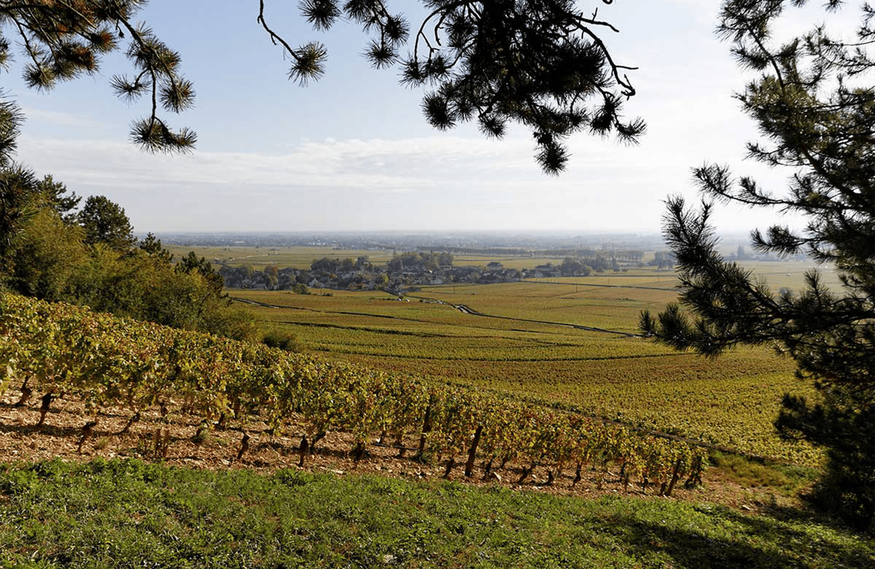 Vins Domaine Joseph Voillot