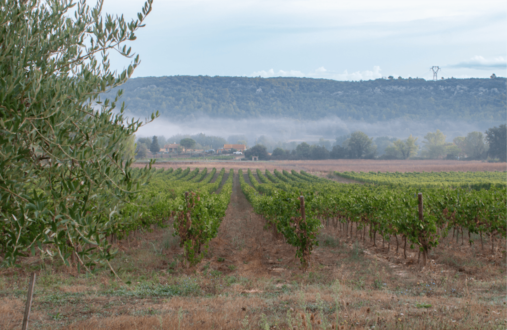 Vins Domaine de la Mongestine