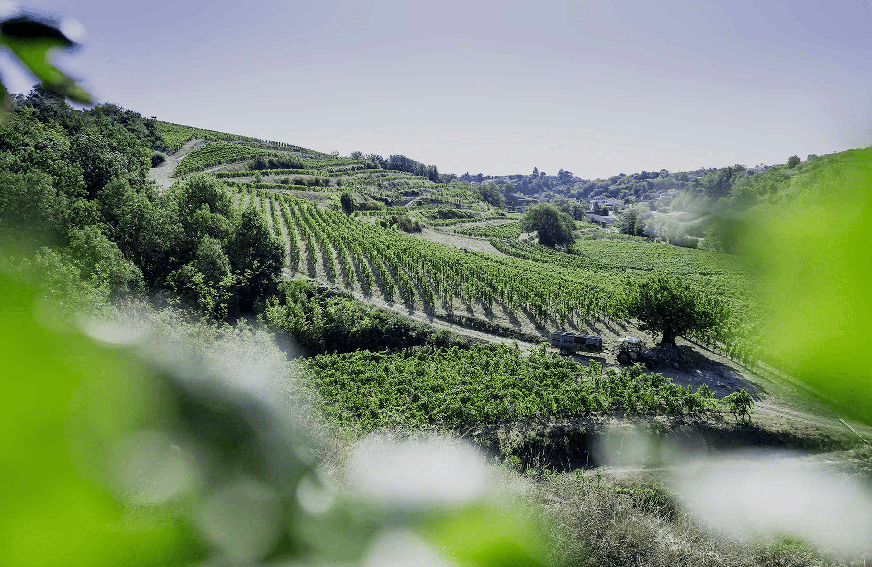 Vins Domaine Laurent Fayolle