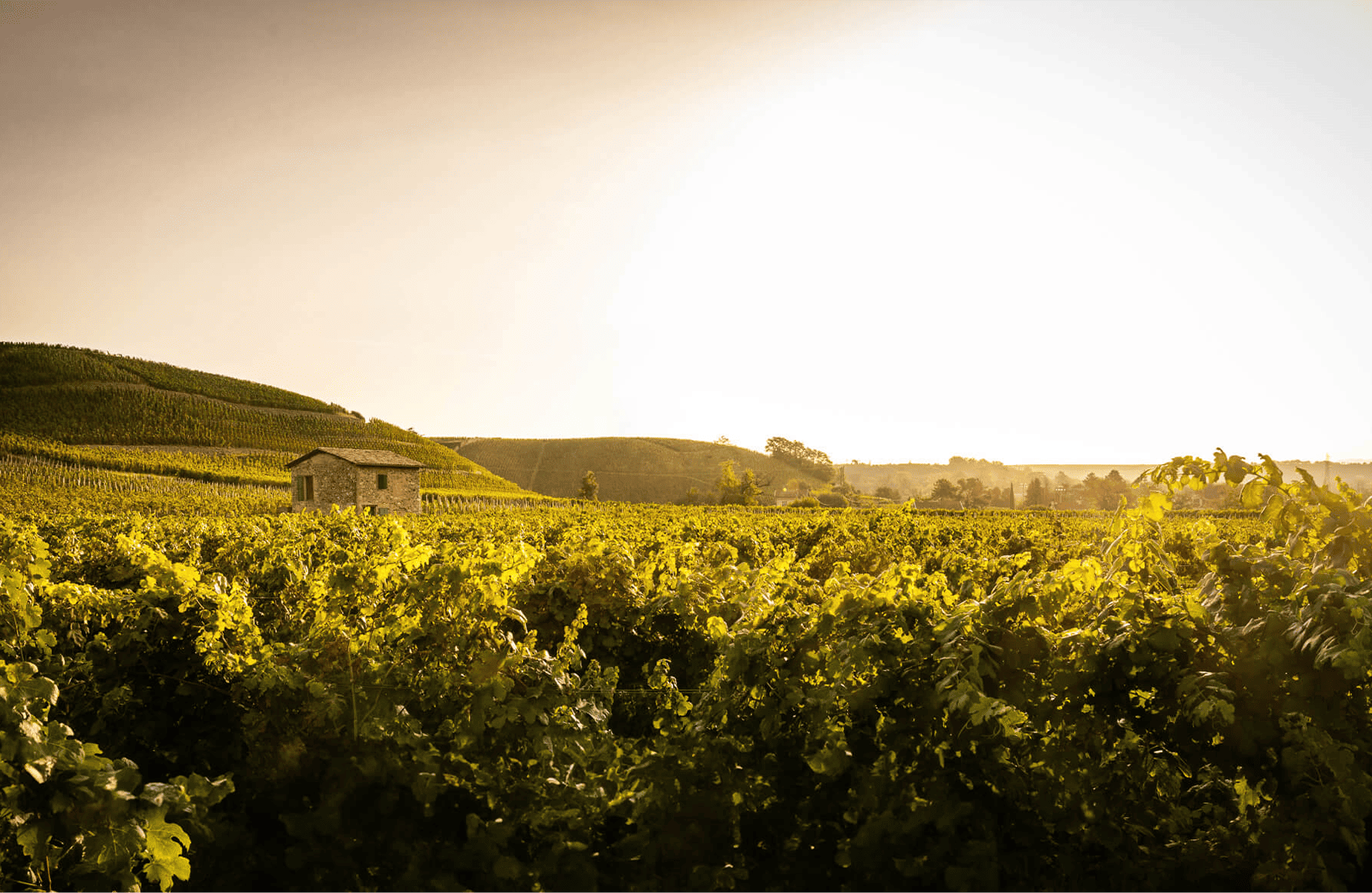 Vins Domaines Paul Jaboulet Aîné