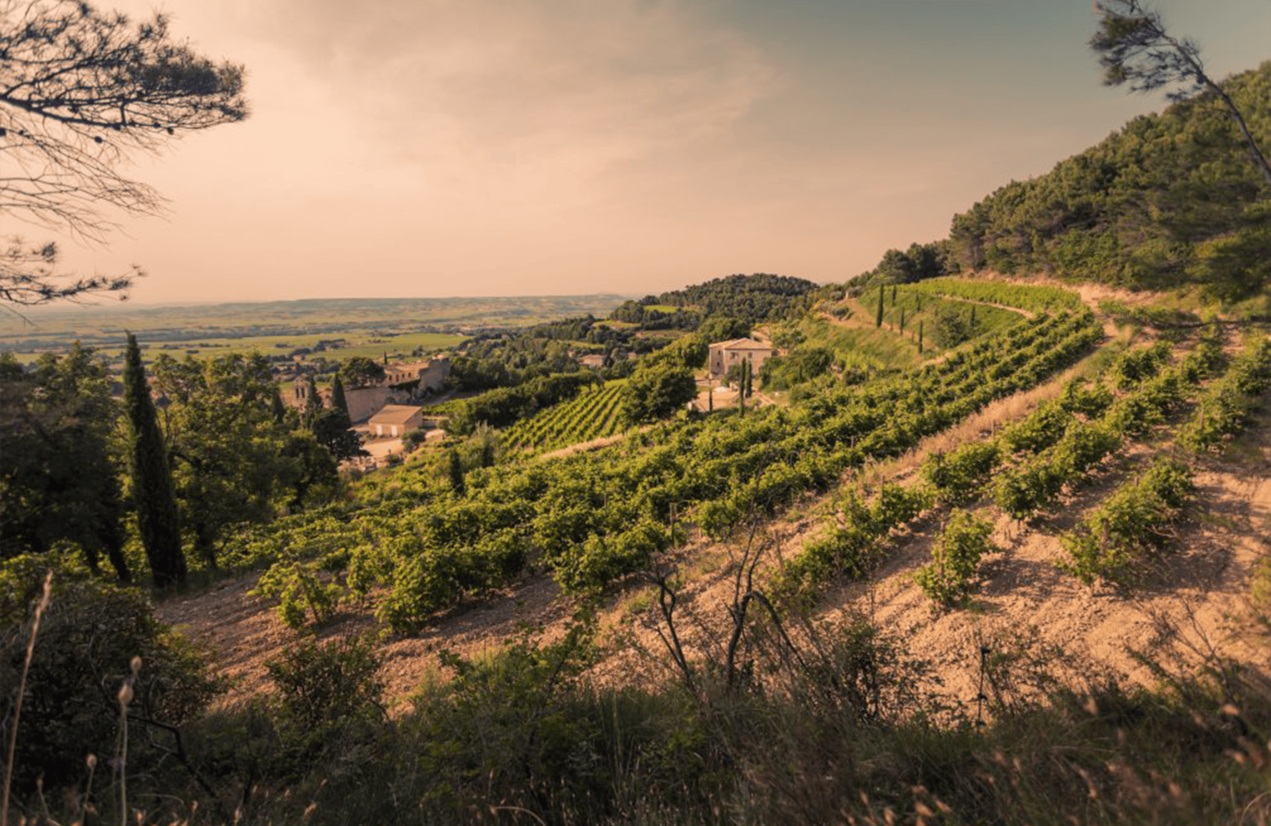 Vins Domaine Santa Duc