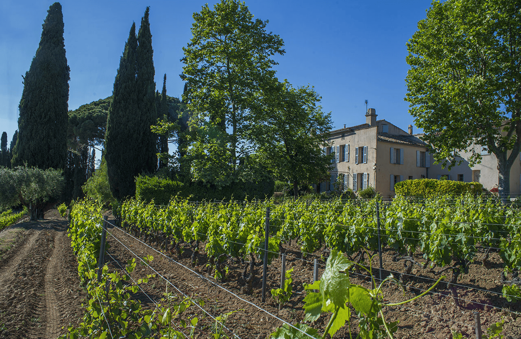 Vins Domaine Tempier