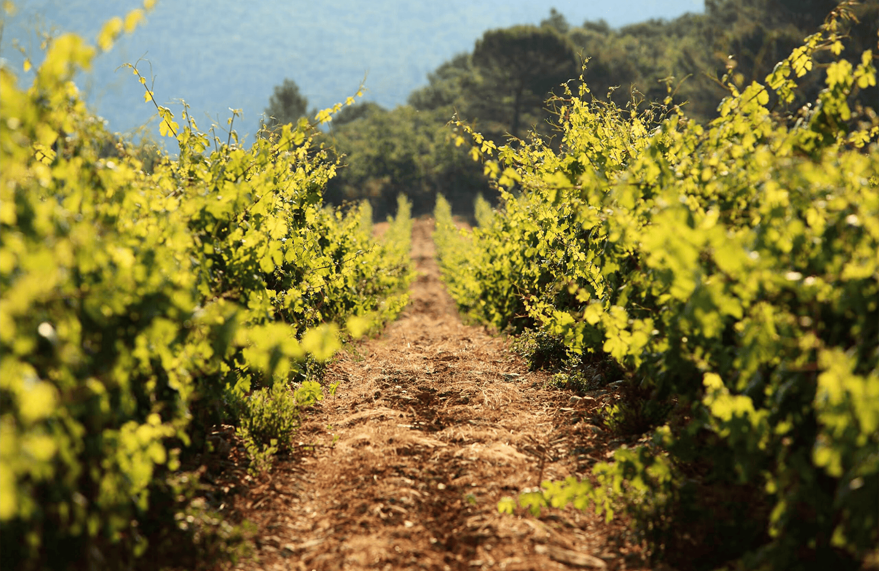 l’histoire du Rimauresq