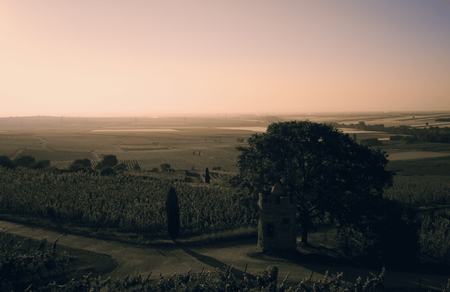 Vins Weingut Wittmann Allemagne