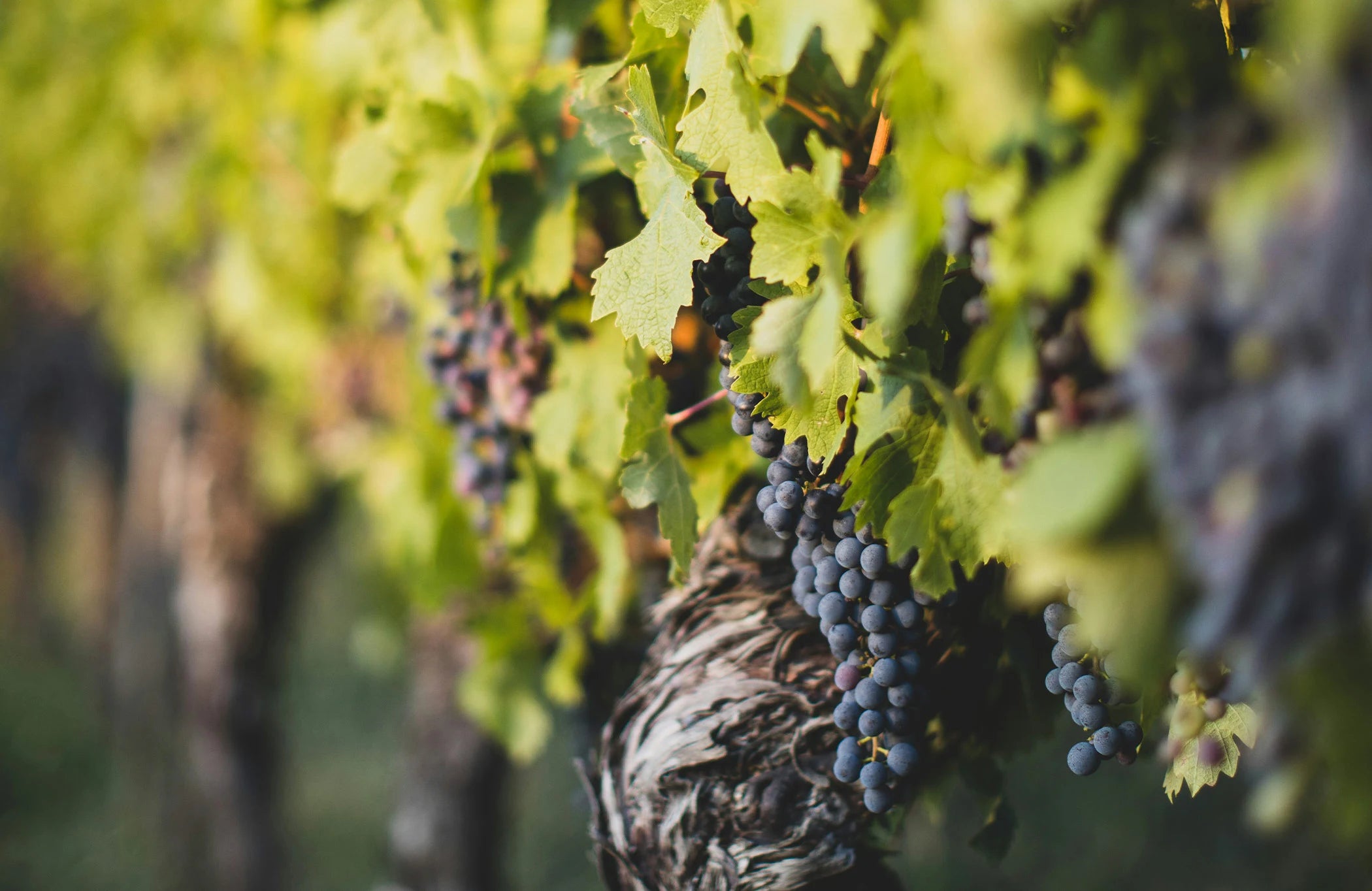 the story of Petrus